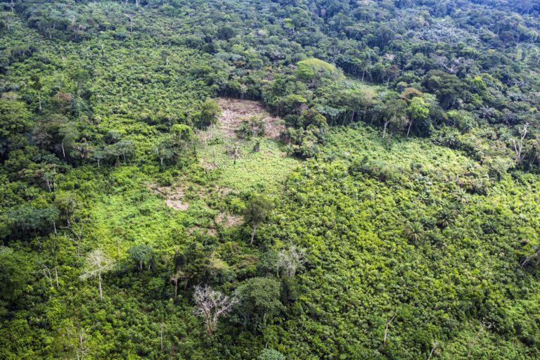 Aerial view of Congo forest at Lokolama/Penzele around Mbandaka, Équateur province, Democratic Republic of the Congo. Image courtesy of Daniel Beltrá / Greenpeace.