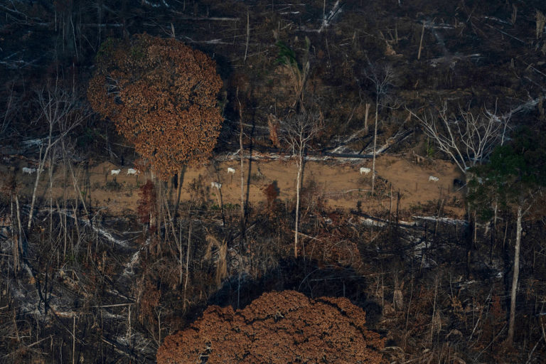Aerial view of an area in the Amazon deforested for cattle ranching in Lábrea, Amazonas state on Sep 15, 2021. Photo © Victor Moriyama / Amazônia em Chamas (Amazon in Flames Alliance)