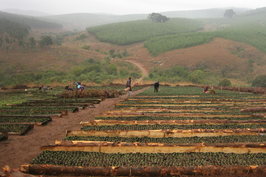 Tanzanian farmers employed by the Norwegian forestry company Green Resources planting trees on land leased from the government.