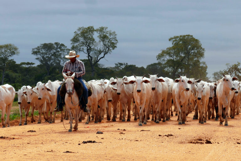 A rancher herds cattle in Mato Grosso, Brazil.