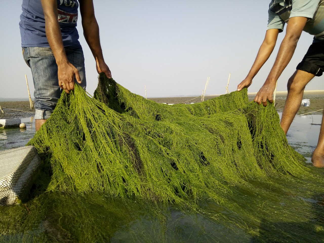 Local fishermen harvesting seaweed in Bangladesh.