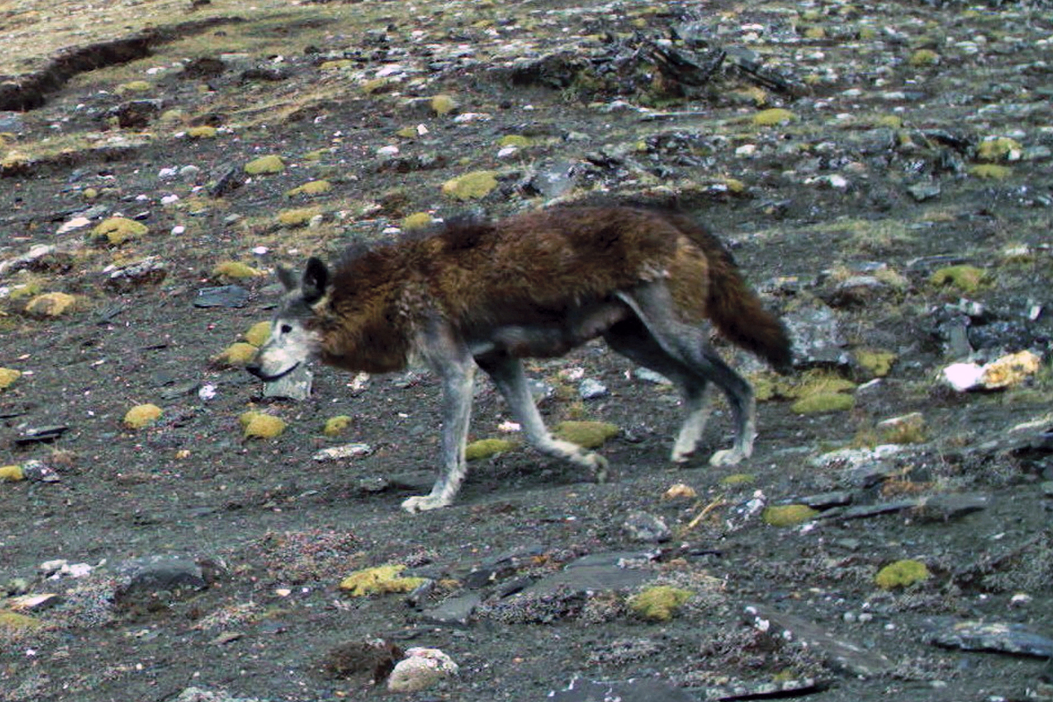 A Himalayan wolf.