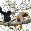 Two western hoolock gibbons.