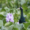 A bronze-winged jacana amidst overgrown water hyacinth.
