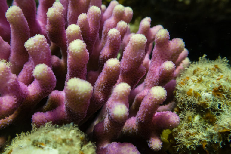A Stylophora pistillata coral colony in the northern Red Sea near Dahab, Egypt. Image by Elizabeth Fitt.