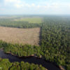 Forest illegally cleared for oil palm in Riau Province. Photo by Rhett A Butler
