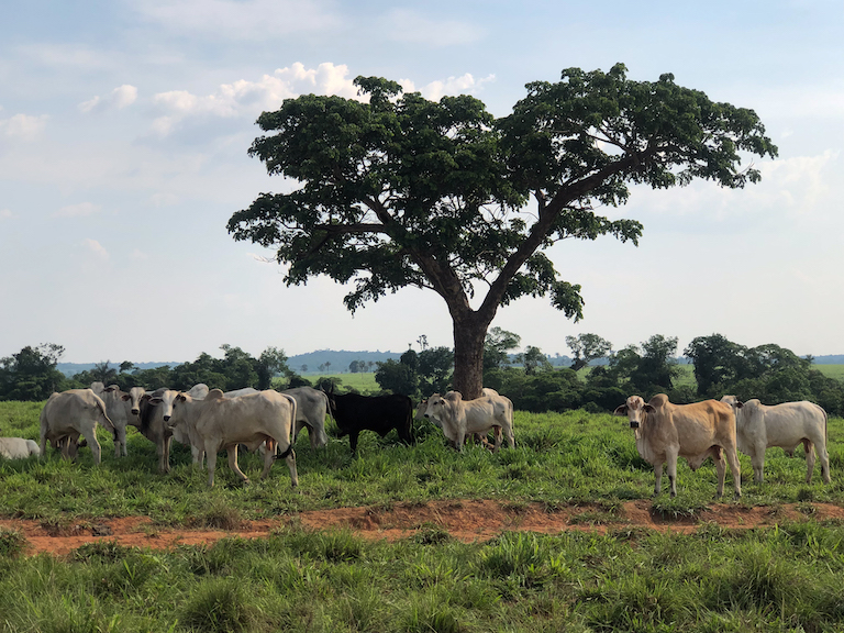Cattle ranching is a key economic driver in Mato Grosso, Brazil’s agricultural heartland. In Peixoto de Azevedo, forest has given way to pasture and soy fields at a breakneck pace, putting pressure on Indigenous territories like Capoto/Jarina. Ana Ionova for Mongabay.