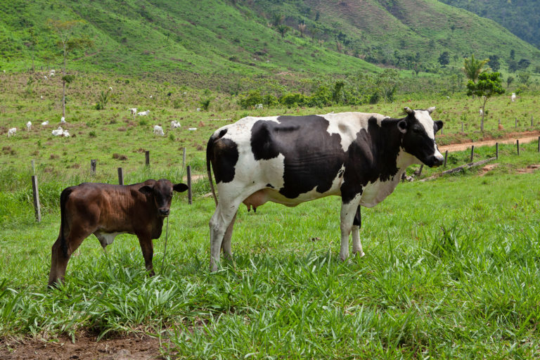 Cows in Terra do Meio Ecological Station.