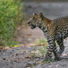 A juvenile Javan leopard on the road in Baluran National Park.