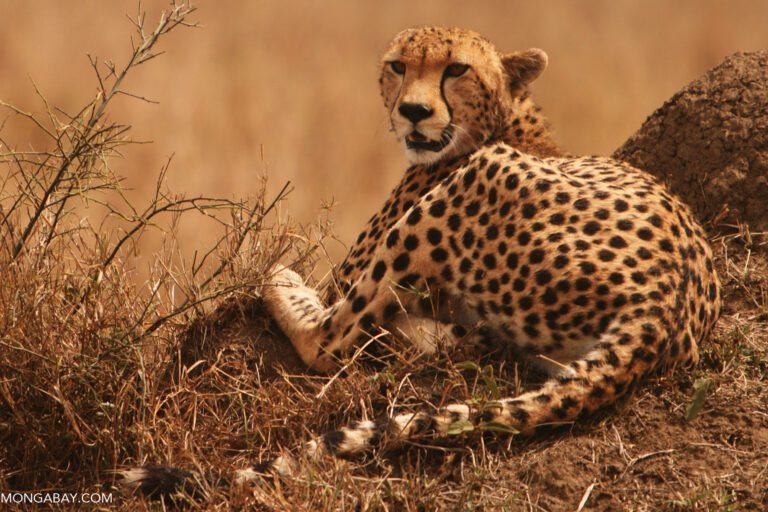 A cheetah in Maasai Mara National Reserve, Kenya.