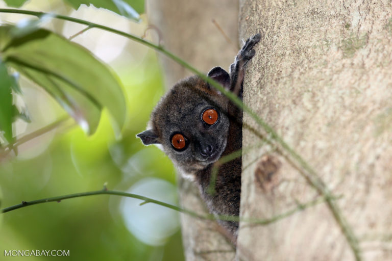 Ankarana sportive lemur (Lepilemur ankaranensis), an endangered species whose habitat is threatened by rosewood logging. Image by Rhett A. Butler.