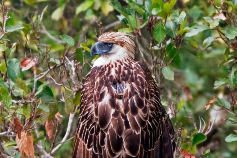A Philippine eagle with its solar powered GPS tracker harnessed on its back.