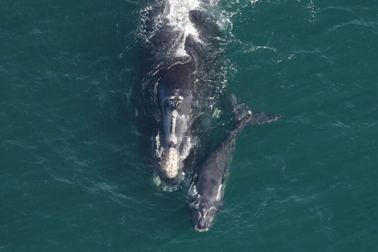 A North Atlantic right whale mother with calf.