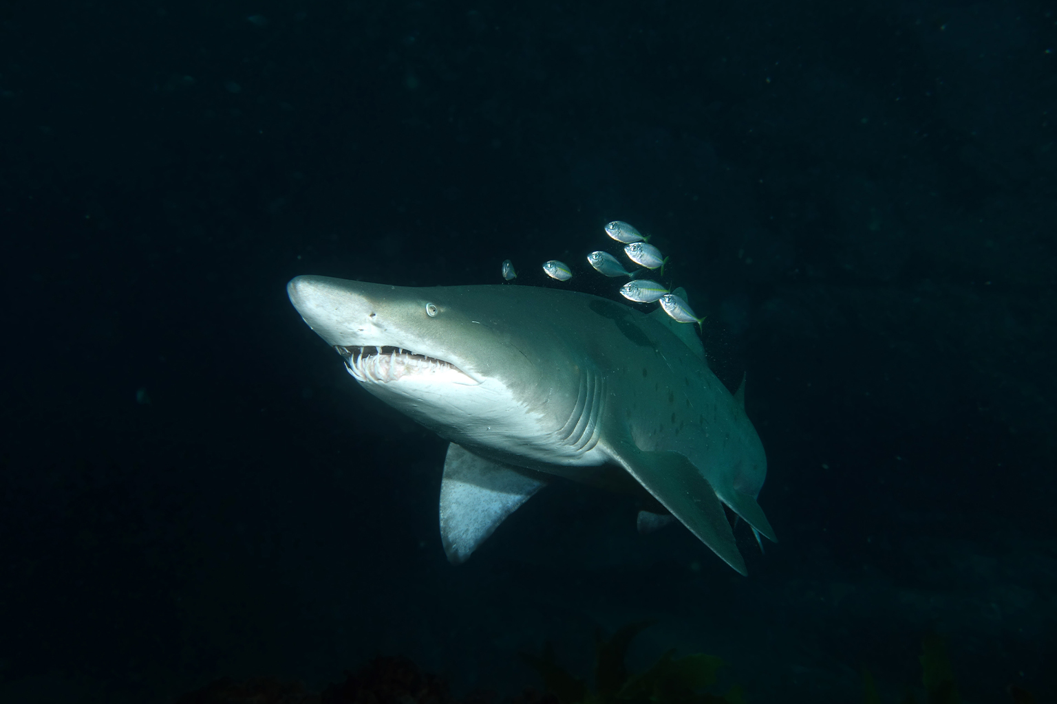 A grey nurse shark (Carcharias taurus)