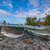 Blacktip reef shark, French Polynesia. Image by Hannes Klostermann / Ocean Image Bank