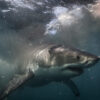 A great white shark cruises around the water's surface in southern Australia.