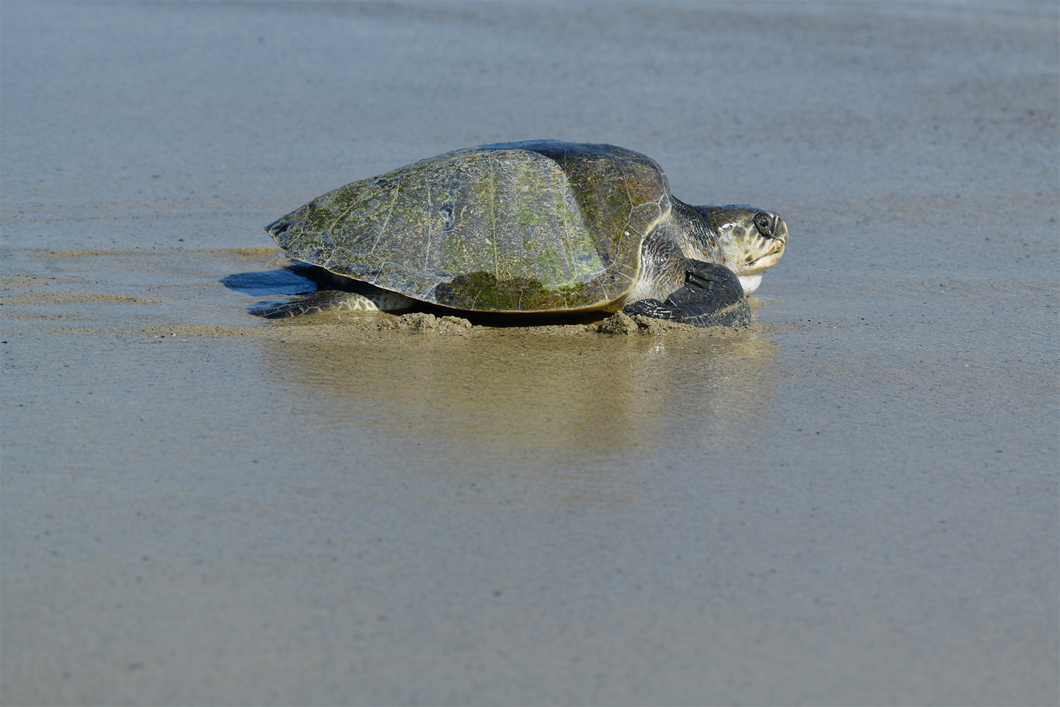 Olive ridley turtle.
