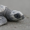 Newly hatched olive ridley sea turtle in Costa Rica. Photo by Rhett A. Butler.