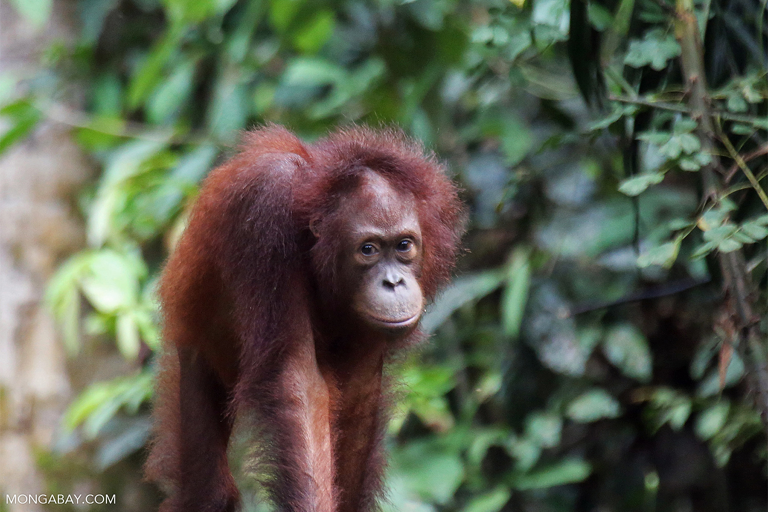 A Borneo orangutan.