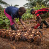 Plantation workers on the SAC plantation in Sierra Leone's Sahn Malen chiefdom. Image by Maja Hitij for Mongabay.