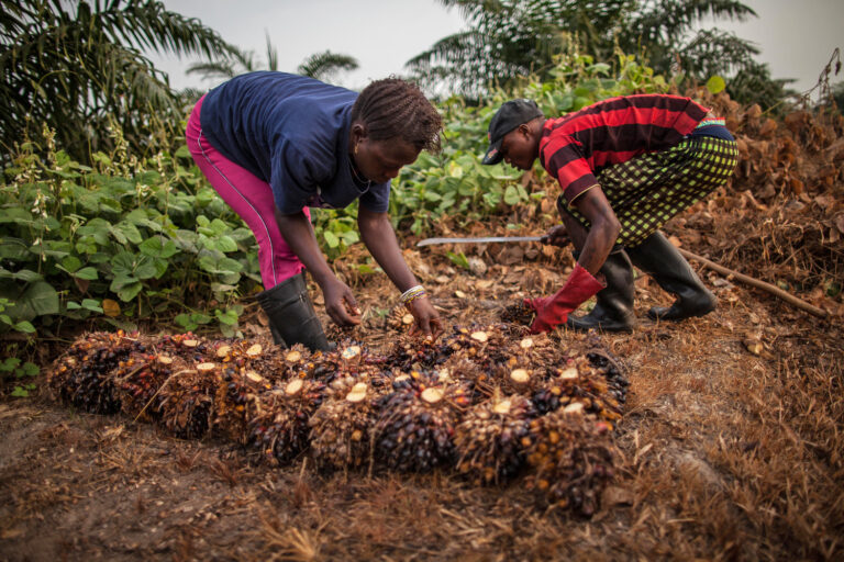Plantation workers on the SAC plantation in Sierra Leone's Sahn Malen chiefdom. Image by Maja Hitij for Mongabay.