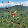 Macaws flying over the rainforest.