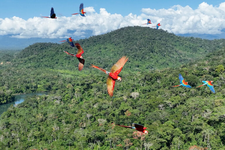 Macaws flying over the rainforest.