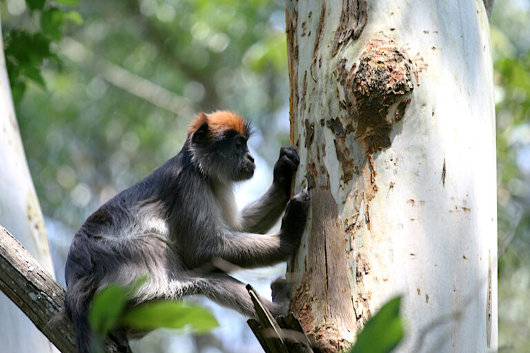 Red colobus monkey in Uganda. Image by Julie Kearney Wasserman via U.S. National Science Foundation.