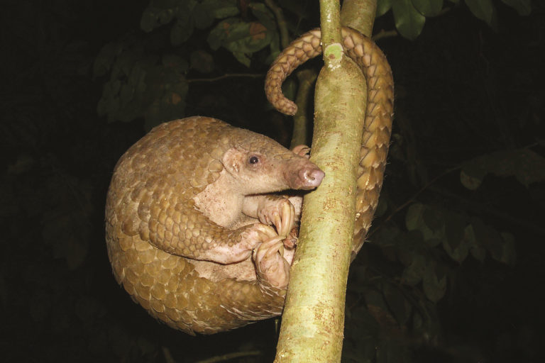 A Philippine pangolin hangs on to a branch.