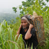 Sitio Paho, Pala’wan Indigenous leader Mami Lapasan, carrying a heavy load of almaciga resin.