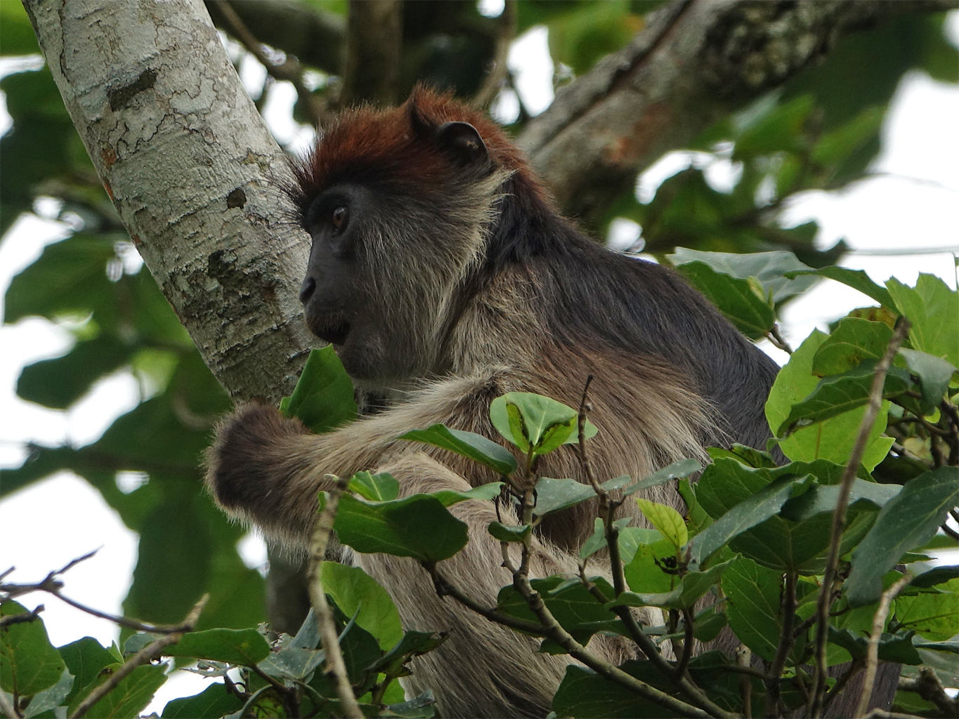 An ashy red colobus monkey