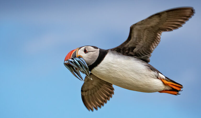 A puffin with a beakful of sand eels. Dogger Bank has a unique biodiverse ecosystem rich in sand eels that supports North Sea food webs, including seabird populations. Image by Steve Higgins via Flickr (CC BY-NC-ND 2.0).