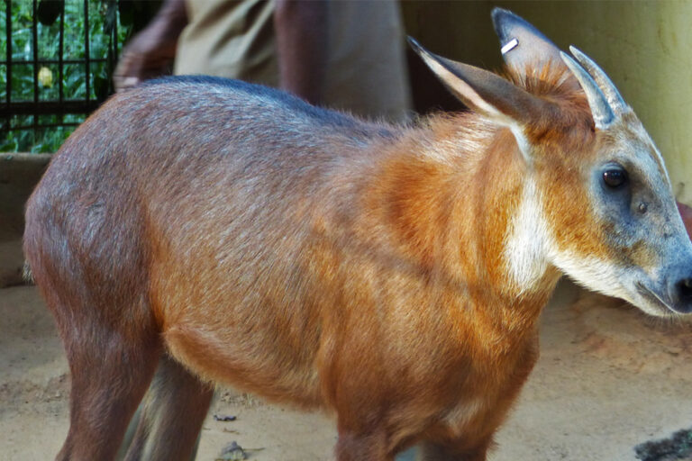The red serow is called bon chagol in Bnagladesh