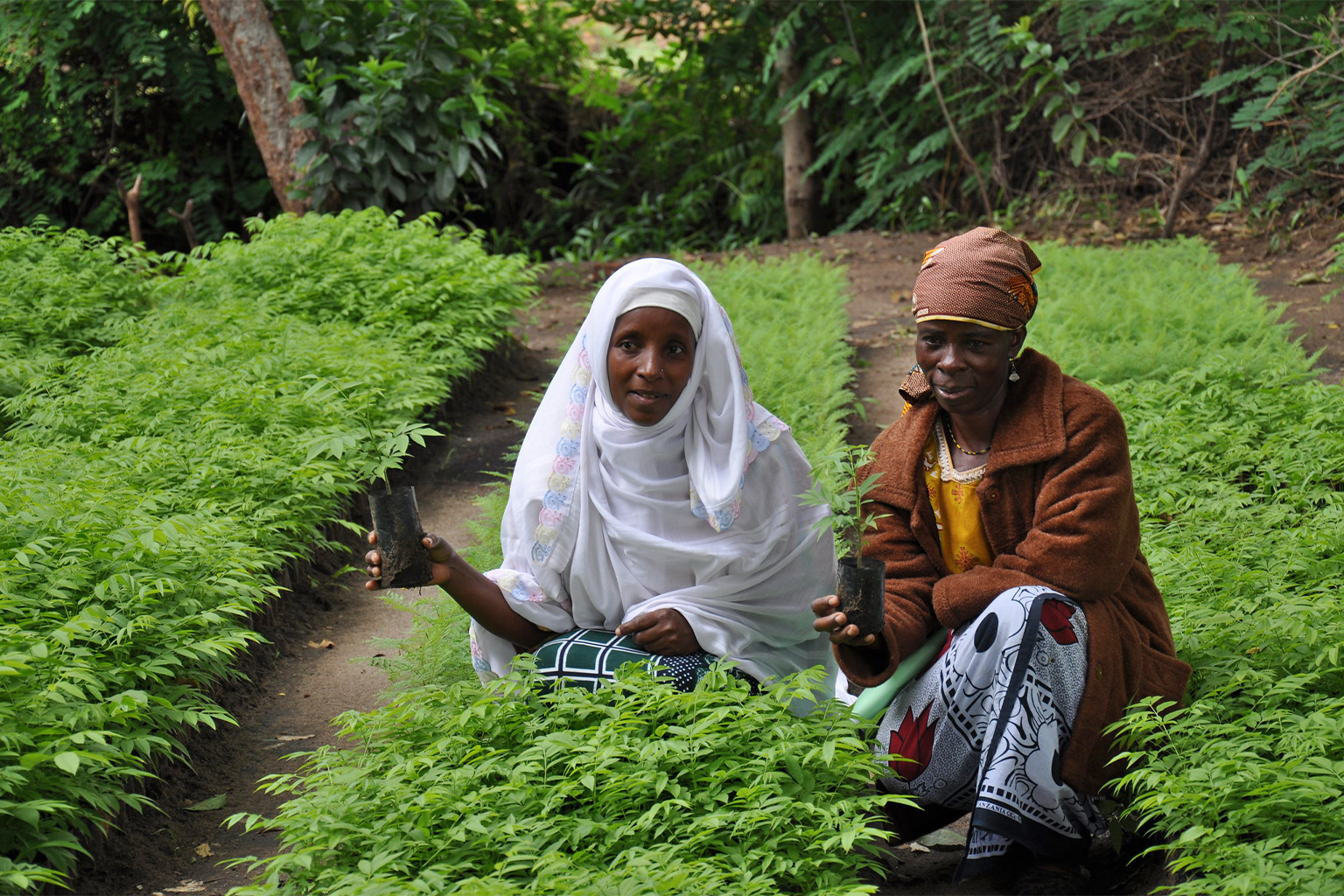 Women with native tree seedlings for reforestation in Tanzania.