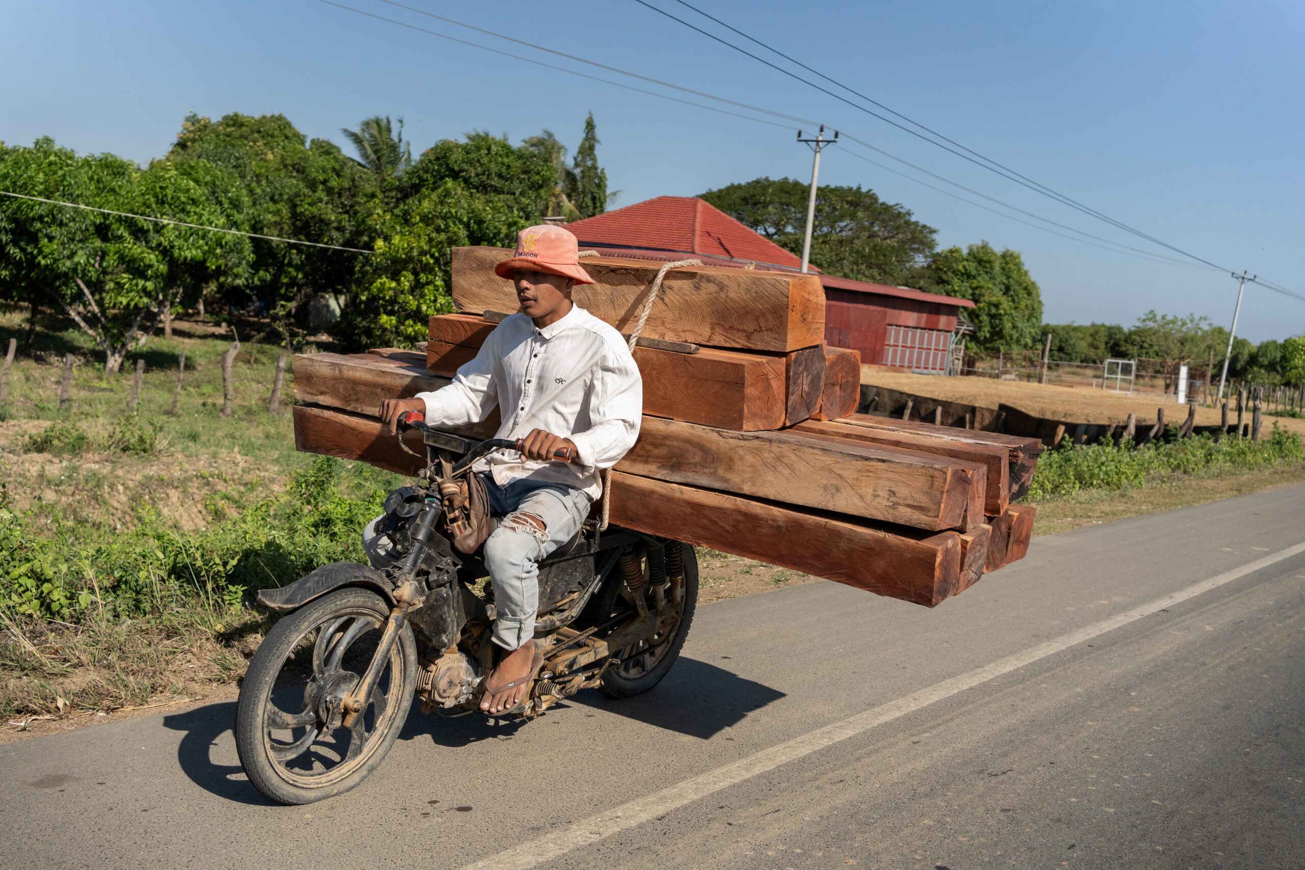 In February 2023, timber was frequently seen being transported by motorbike on National Road 7 that connects the towns of Stung Treng and Kratie. Vast areas of land either side of the road were issued as economic land concessions. Image by Andy Ball / Mongabay.