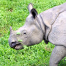 rhino in Nepal