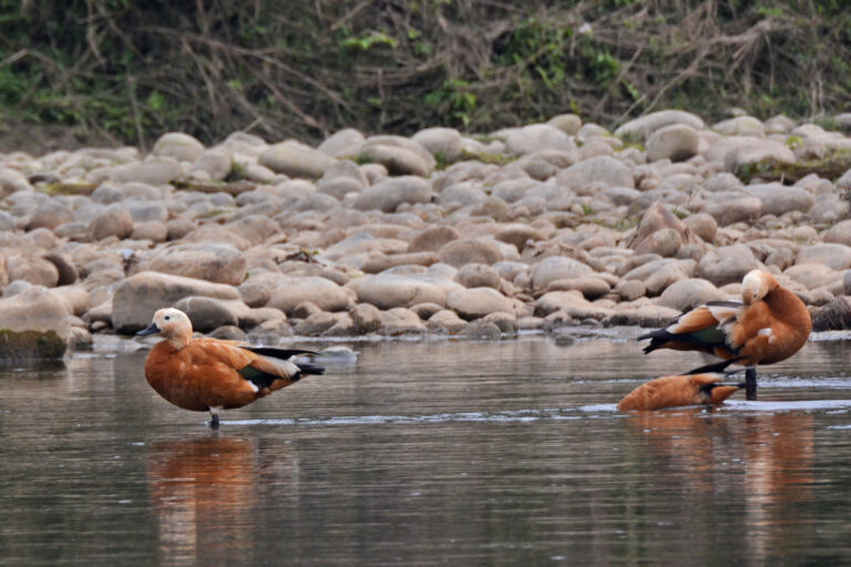 Ruddy ducks in East Rapti River next to the protected Chitwan National Park.