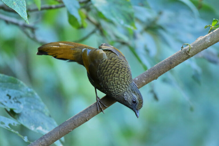 A scaly laughing thrush in Nepal.