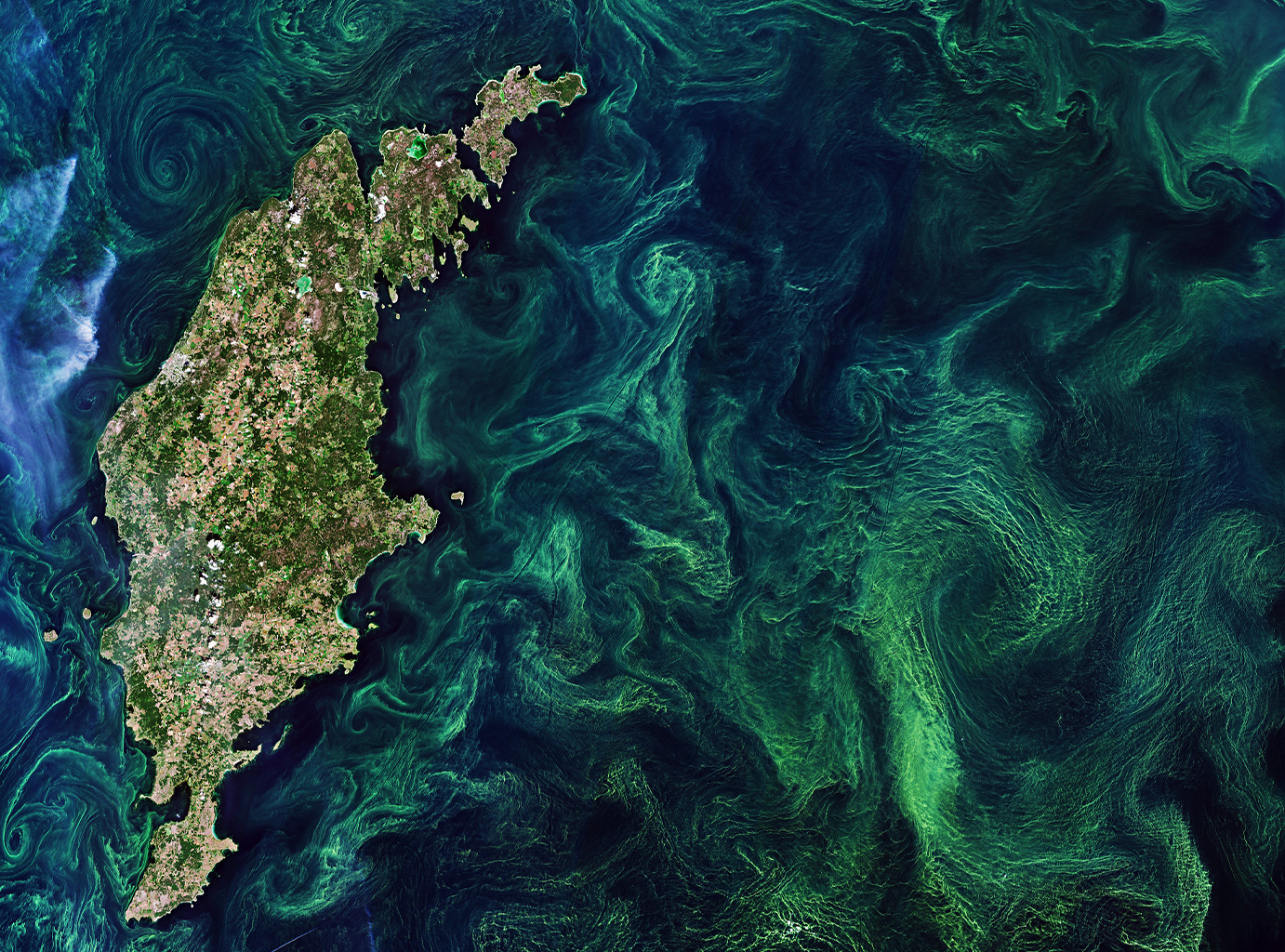 Seasonal green algae blooms in the ocean