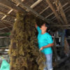 Seaweeds are harvested and dried.