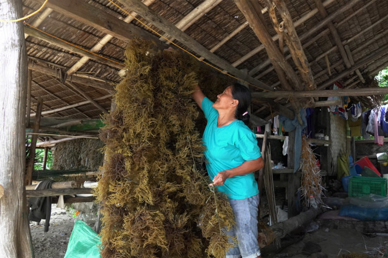 Seaweeds are harvested and dried.