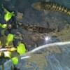 Two striped snakeheads mating.