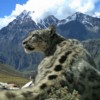 Snow leopard at ease in its high-mountain habitat. Image courtesy of Madhu Chetri.
