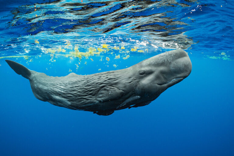 A sperm whale calf swims near the surface in waters off Dominica.