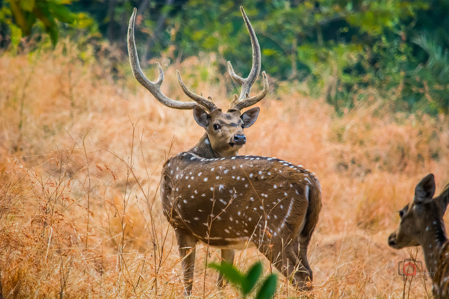 A spotted deer.