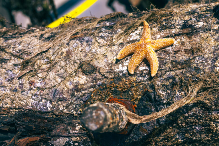 Starfish on a tree reef raised out of the water.