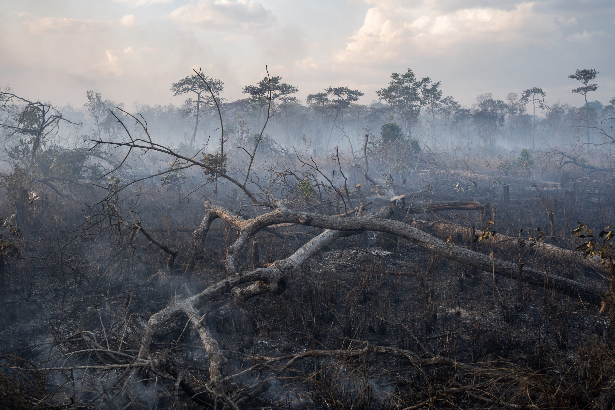 A section of forest burns inside an ELC that was awarded to Siemon Agriculture Comprehensive Development in Stung Treng province. The road from which this photo was taken is lined with ELCs and leads directly to the TSMW concession, which was issued in 2022 - 10 years after the government's ban on new ELCs being awarded. Image by Andy Ball / Mongabay.