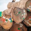 Brightly-coloured seals and white stenciled writing on the ends of logs at Gabon's Nkok SEZ. Image courtesy GSEZ.