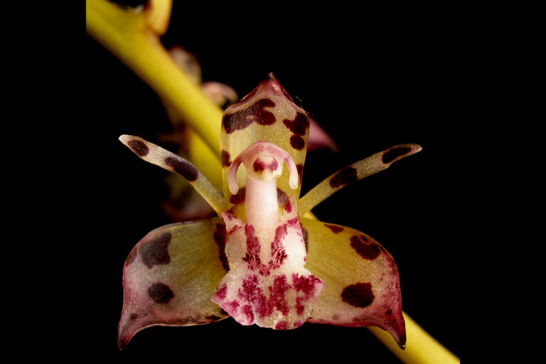 A Theocostele alata flower.