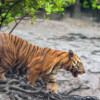 A tiger in the Sundarbans.